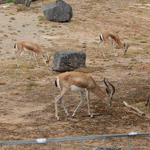 Saharan dorcas 150725