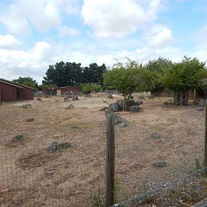 Addax and Saharan dorcas exhibit 150725