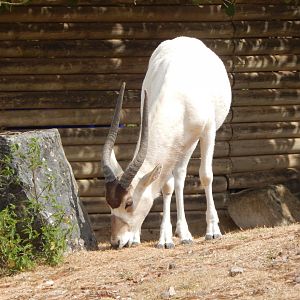 Addax 150725