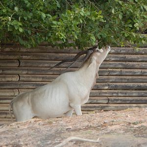 Addax 150725