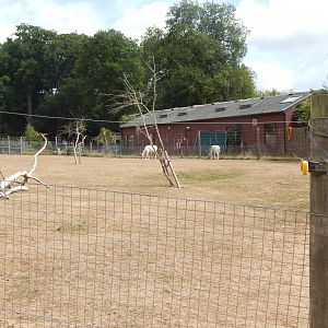 Addax and Saharan dorcas exhibit 150725