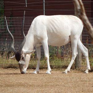 Addax 150725