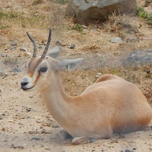 Saharan dorcas 150725