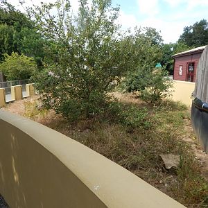 Meerkat exhibit 150725