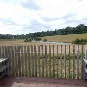 Przewalski's horse enclosure - view from cafe 150725