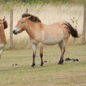 Przewalski's horses 150725