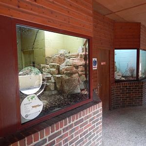 Desert locust exhibit 150725