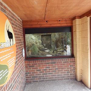 Starred agama exhibit 150725