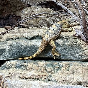 Started agama 150725