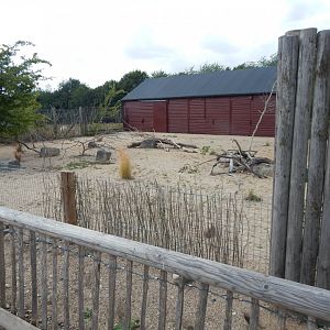Kirk's dik-dik enclosure 150725