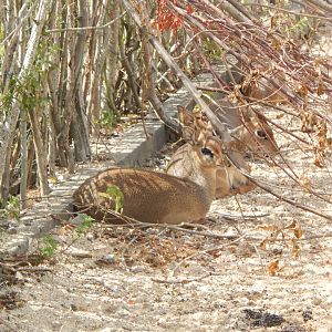 Kirk's dik-diks 150725