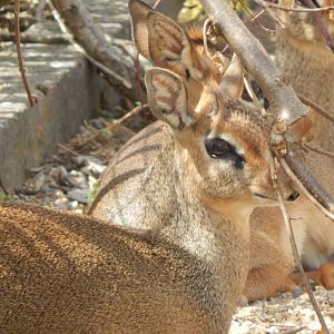 Kirk's dik-dik 150725
