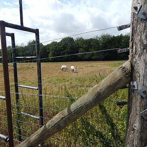 Arabian oryx enclosure 150725