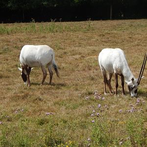 Arabian oryxes 150725