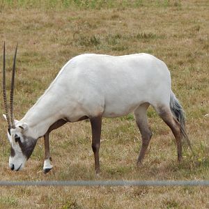 Arabian oryx 150725