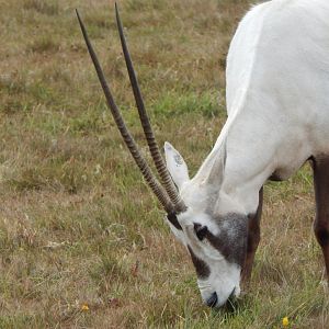Arabian oryx 150725