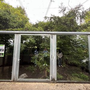 European wildcat enclosure 0.5 9.7.25