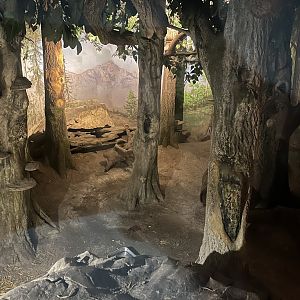 European wildcat indoors 9.7.25