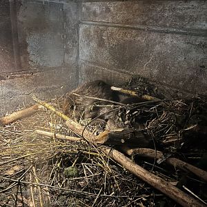 Best view I could get of the beaver babies 9.7.25
