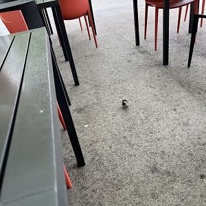 Wild House sparrow looking for scraps 9.7.25