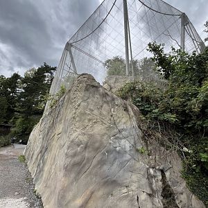 View of vulture aviary 9.7.25