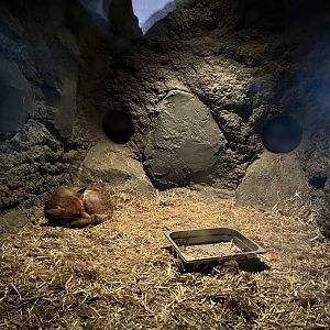 Red fox indoors 9.7.25