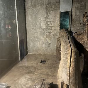 Northern lynx indoors 9.7.25