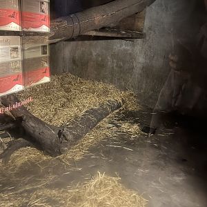 Northern lynx indoors 9.7.25