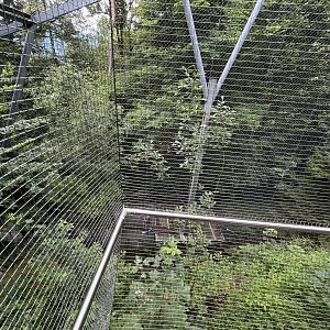 Golden eagle aviary 9.7.25