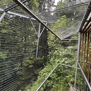 Golden eagle aviary 9.7.25