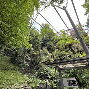 Golden eagle aviary 9.7.25