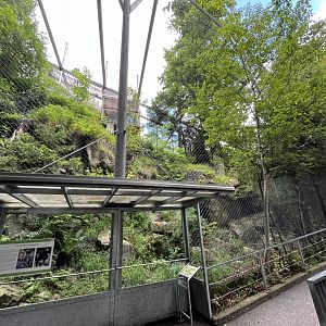 Golden eagle aviary 9.7.25