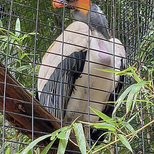 King Vulture - Fort Worth Zoo