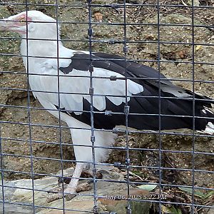 Palm Nut Vulture - Fort Worth Zoo