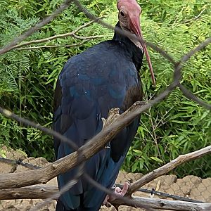 Southern Bald Ibis - Fort Worth Zoo
