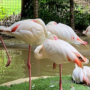Greater Flamingo - Fort Worth Zoo
