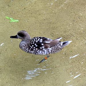 Marbled Teal - Fort Worth Zoo