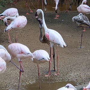 Lesser Flamingo - Fort Worth Zoo