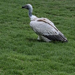 Cape Vulture - Fort Worth Zoo