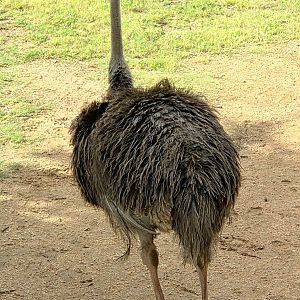 Ostrich - Fort Worth Zoo
