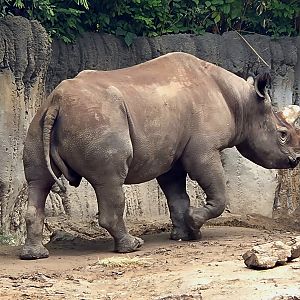 Black Rhinoceros - Fort Worth Zoo