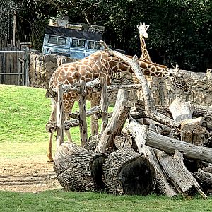 Reticulated Giraffe - Fort Worth Zoo