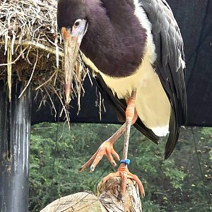 Abdim's Stork - Fort Worth Zoo