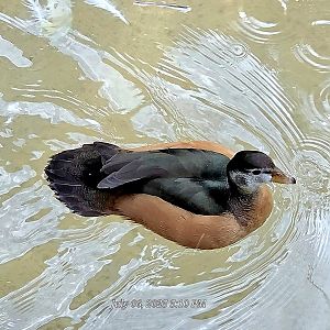 African Pygmy Goose -Fort Worth Zoo