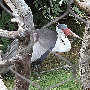 Wattled Crane - Fort Worth Zoo