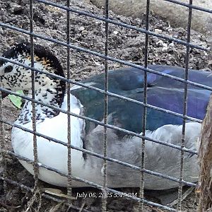 Old World Comb Duck -Fort Worth Zoo