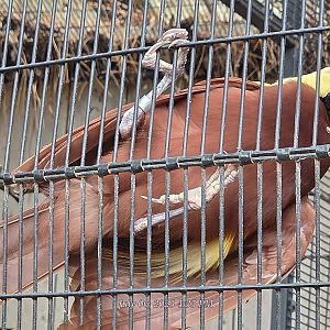 Lesser Bird-Of-Paradise - Fort Worth Zoo