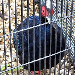 Edward's Pheasant - Fort Worth Zoo