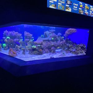 Mixed aquarium 4