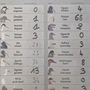 Great Aviary - bird list